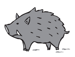 野生のイノシシ　猪