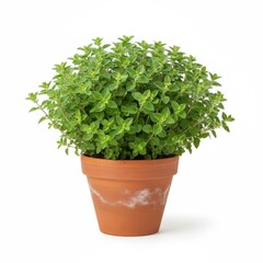 Fresh basil herb plant growing in a white isolated flowerpot