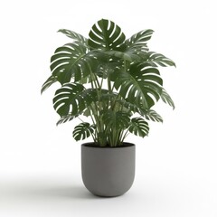 Potted houseplant featuring lush palm leaves for home decoration, isolated for botany and gardening