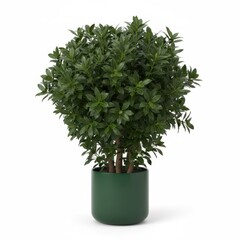 Fresh green houseplant in a white pot, perfect for nature decoration or as a spice ingredient