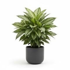Green succulent cactus houseplant in a terracotta flowerpot for home garden decoration