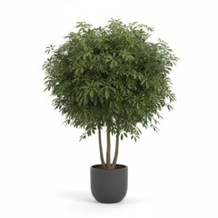 Small green myrtle bonsai tree in a pot, isolated on white background