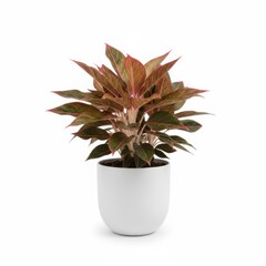 Isolated potted succulent plant, a small houseplant cactus in a green flowerpot