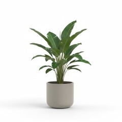 Isolated houseplant in a decorative pot with green leaves and fresh growth for home decoration