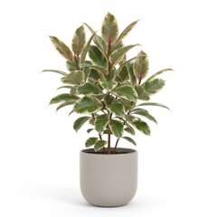 Potted succulent houseplant with green leaves and a small pink flower for home decoration