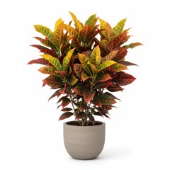 Isolated green houseplant in a white flowerpot, featuring a leafy palm tree and a succulent aloe