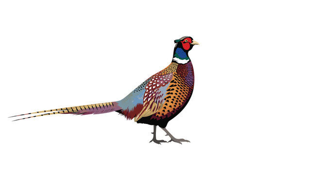 Beautifully detailed illustration of a colorful male ring-necked pheasant standing proudly, isolated on a plain white background.