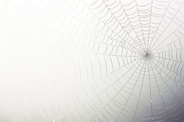 Obraz premium A single spider web on a white background.