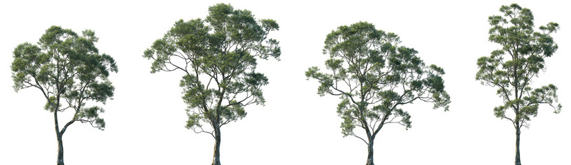 Set of Eucalyptus saligna (commonly known as the Sydney blue gum or blue gum) frontal isolated png in sunny daylight on a transparent background perfectly cutout
