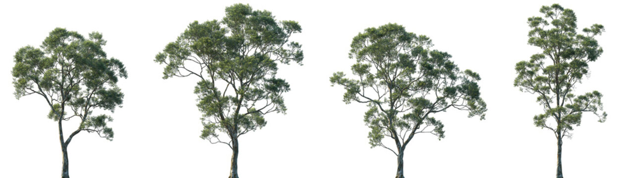 Set of Eucalyptus saligna (commonly known as the Sydney blue gum or blue gum) frontal isolated png in sunny daylight on a transparent background perfectly cutout