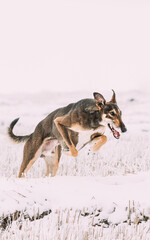 Hunting Sighthound Hortaya Borzaya Dog During Hare-hunting At Winter Day In Snowy Field