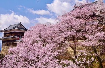 Naklejka premium 満開の桜につつまれる上田城