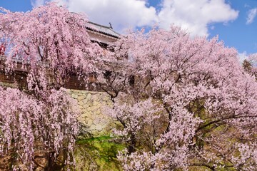 満開の桜につつまれる上田城