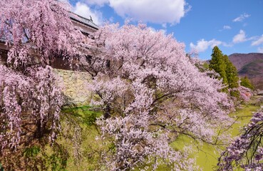満開の桜につつまれる上田城