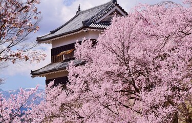 満開の桜につつまれる上田城