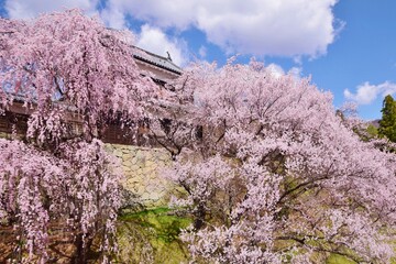 満開の桜につつまれる上田城