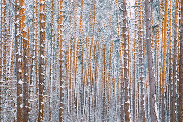 Winter Snowy Coniferous Forest During Snowy Day. Pines Trunks Background