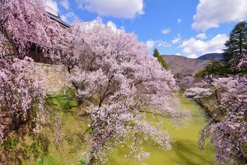 満開の桜につつまれる上田城