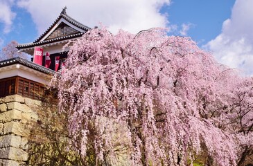 満開の桜につつまれる上田城