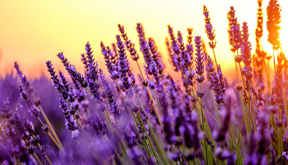 Field of lavender waving in wind