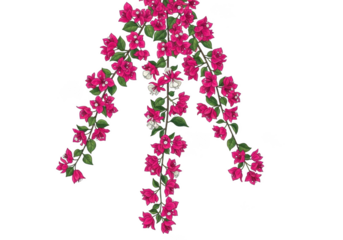 Cascading pink bougainvillea flowers with green leaves isolated on transparent background