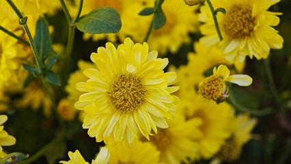 Obraz premium Bright yellow chrysanthemum flowers fields.