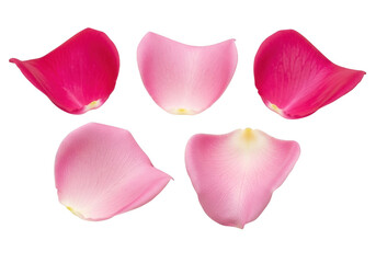 Fototapeta premium Five pink rose petals in mixed shades, isolated on transparent background