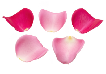 Five pink rose petals in mixed shades, isolated on transparent background