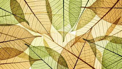 Obraz premium Transparent leaves arranged in a pattern with visible veins and textures