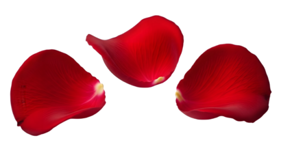 Three red rose petals floating isolated on transparent background
