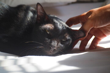 Black cat relaxing in sun while being petted