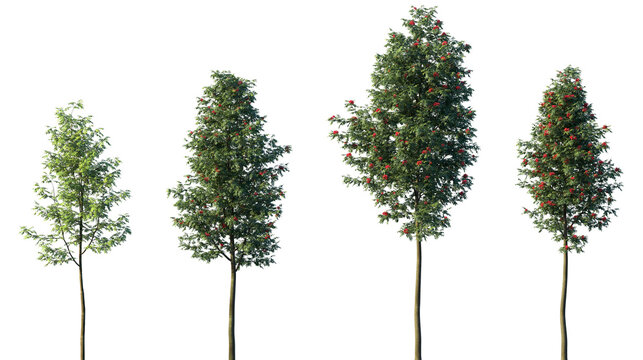 Set of Sorbus aucuparia (commonly called rowan and mountain-ash) isolated png on a transparent background perfectly cutout