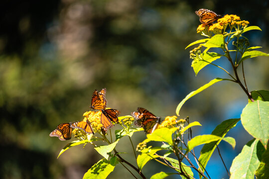 Monarch Butterflies, Mexico