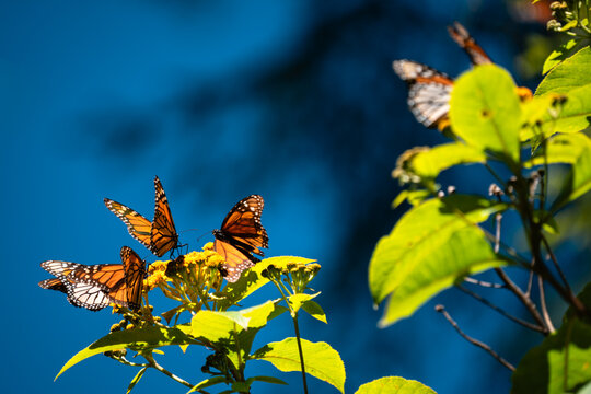 Monarch Butterflies Open Wings Blue Sky, Mexico
