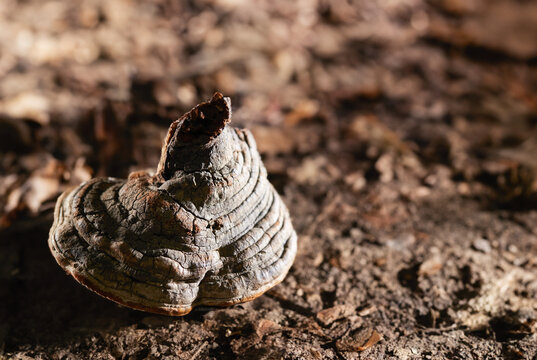 Dried Fomes fomentarius, traditional herbal medicine