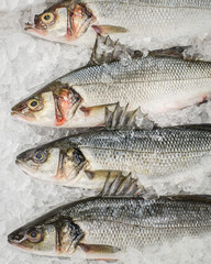 Fototapeta premium raw sea bass on ice