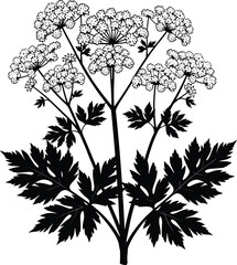 Detailed botanical wildflower silhouette illustration with clustered blossoms, intricate leaves, natural plant structure, elegant floral vector artwork for nature design and decorative elements