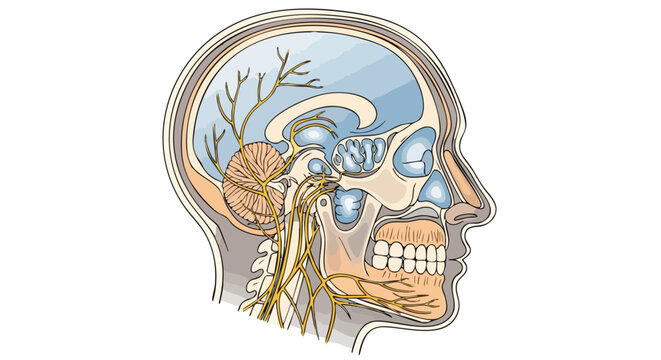 Detailed illustration of a human head with the skull and brain visible, showcasing nerves and facial structures in a medical context.