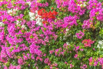 bougainvilliers 