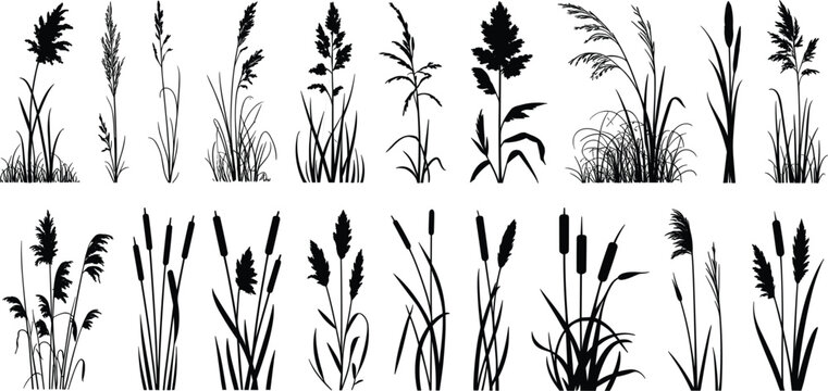 Silhouettes of Various Grasses and Reeds in Different Arrangements cattail cattails