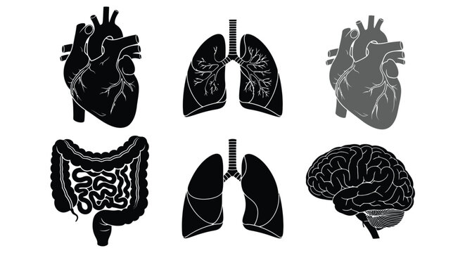 Human organ illustrations for medical education