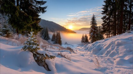 Winter in mountain forest during sunset. Golden hour in dreamlike landscape with snow covered spruce trees and mist in valley. Natural background