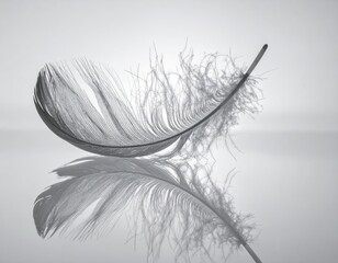 Obraz premium A delicate single gray feather captured in a stunning monochrome reflection on a smooth surface