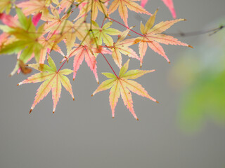 美しい紅葉と緑のグラデーション　日本の秋