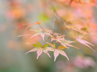 美しい紅葉と緑のグラデーション　日本の秋