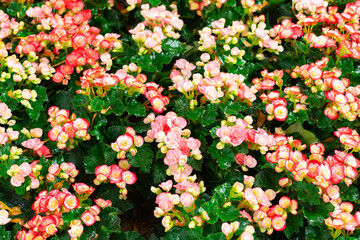 Delicate Pink and Red Begonia Blooms: Full Frame Floral Pattern