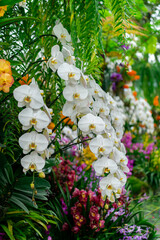 Beautiful White Phalaenopsis Orchids in a Vibrant Tropical Garden Display