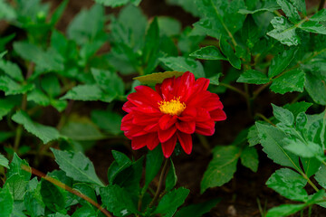Vibrant Magenta Dahlia Blooms in a Lush Green Garden