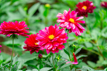 Vibrant Magenta Dahlia Blooms in a Lush Green Garden