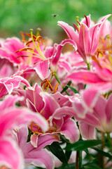 Mass of Vibrant Pink Lilies with White Edges and Golden Stamens
